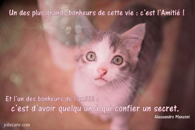 amitie-proverbe-chat