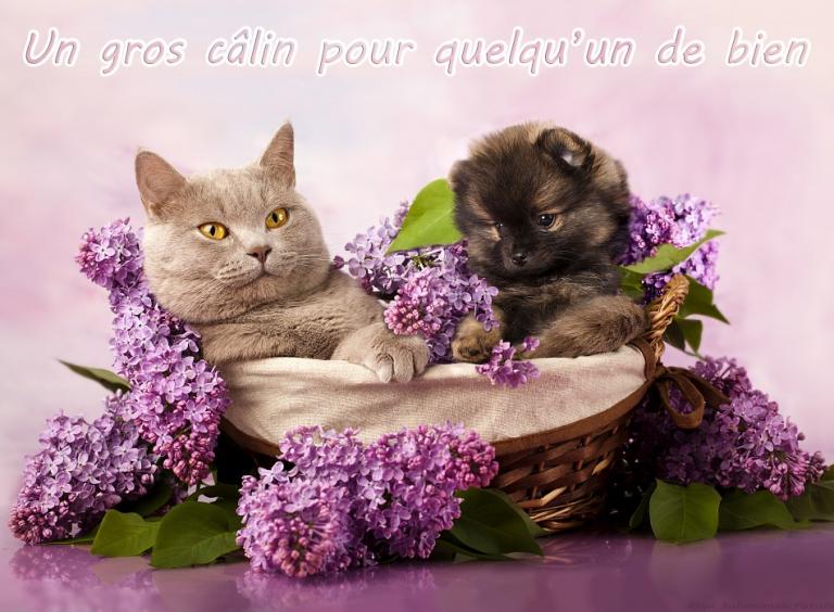 calin-pour-bien